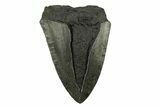 Partial Megalodon Tooth - Serrated Blade #295383-1